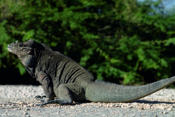 Ein großes Reptil sitzt auf dem Boden