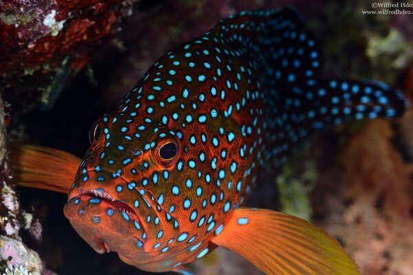 Schöner gefleckter Fisch im Aquarium