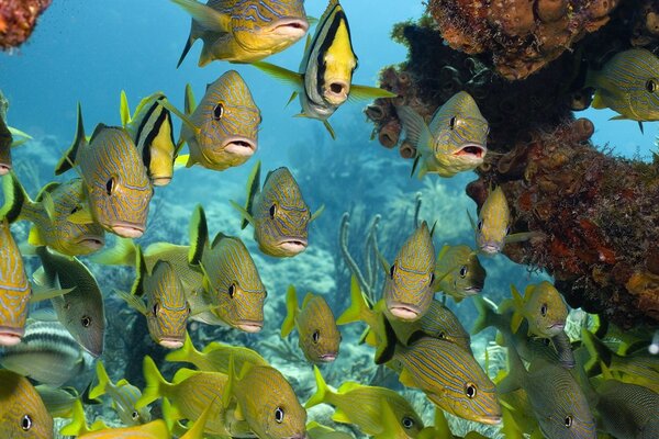 Große gestreifte Fische mit Karalammi