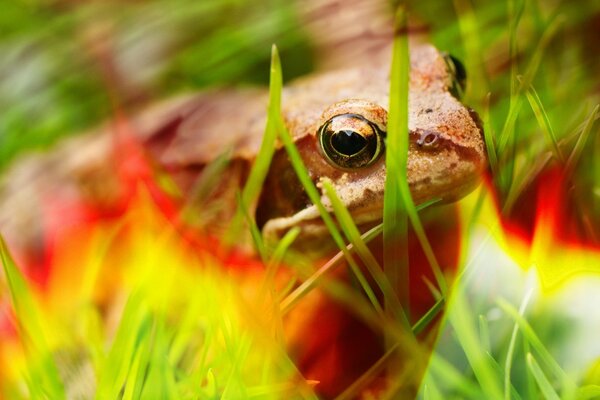 Brauner Frosch auf verschwommenem Bild