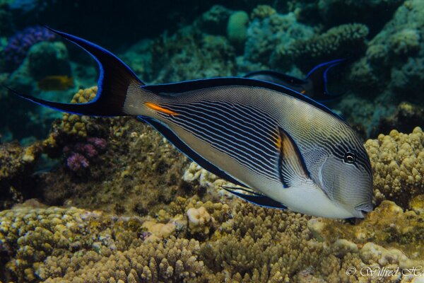 Big fish swims over coral reef