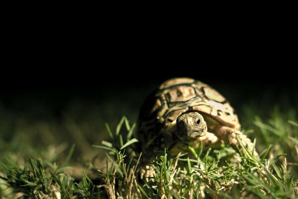 La tortuga se arrastra sobre la hierba verde no se sabe dónde