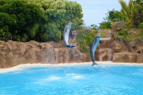 Eau turquoise avec des animaux marins