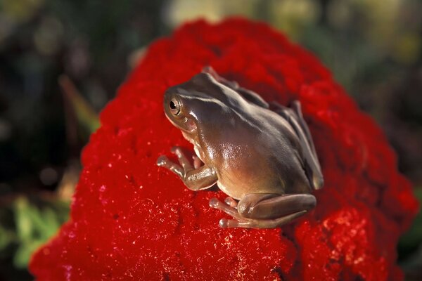 Der Frosch wärmt sich in der Sonne