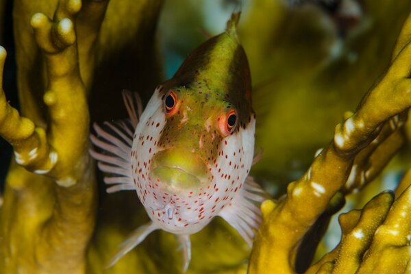 Poissons de la nature sous-marine dans la mer