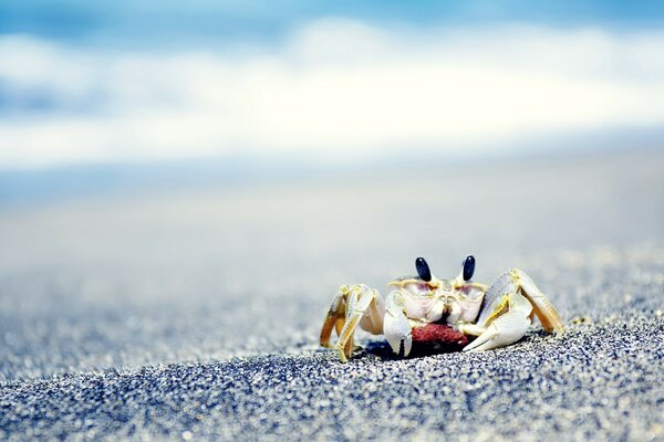 Crabe marchant sur la plage de sable