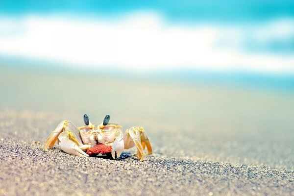 Crabe marchant sur la plage de sable