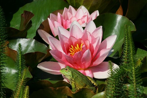 Blooming lotuses in green foliage