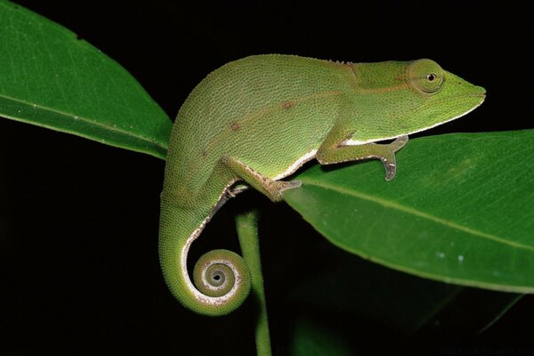 A chameleon sitting on a tree branch