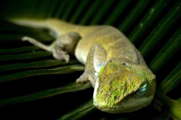 Reptile couché sur une grande feuille