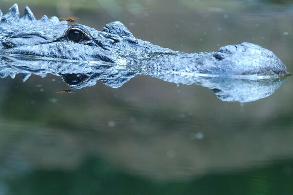 Crocodile with open eyes in the water