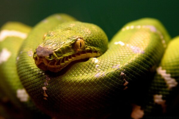 Striped snake with yellow eyes