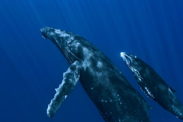 Familia de ballenas. Mamá y el gatito