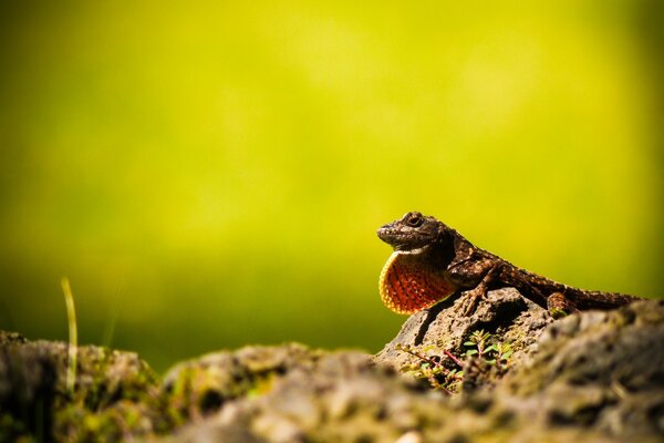 A reptile with a collar sits on guard