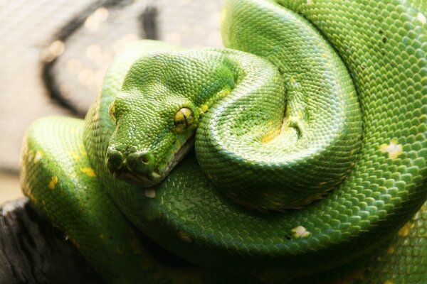 Pitón verde con ojos amarillos