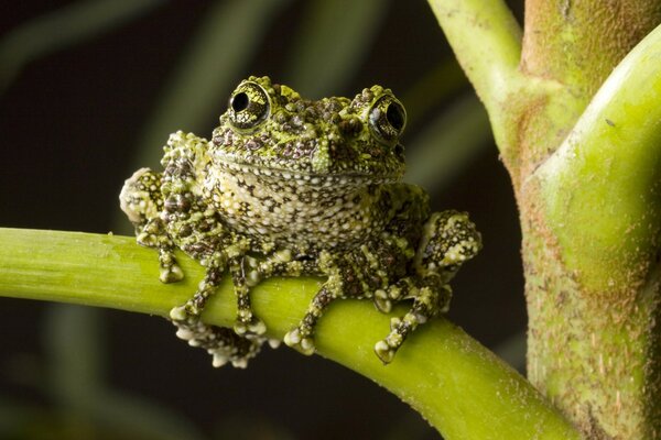 Grüner Frosch sitzt auf einem Ast