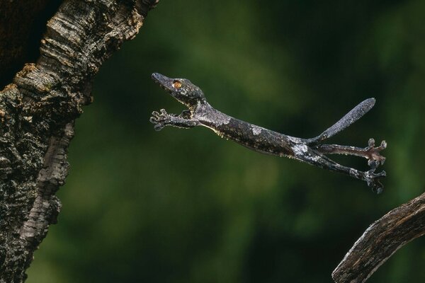 Vuelo de un reptil de un árbol a otro