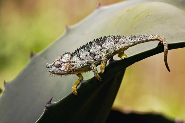 Caméléon masquant dans la nature