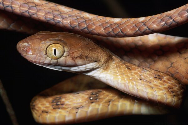 A brown snake with a yellow eye