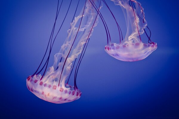 Beautiful jellyfish live in the underwater world