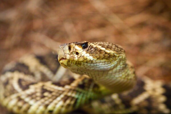 La serpiente se retuerce y se arrastra de cerca