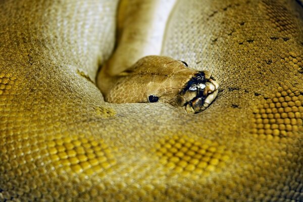 Serpiente abigarrada con ojos negros