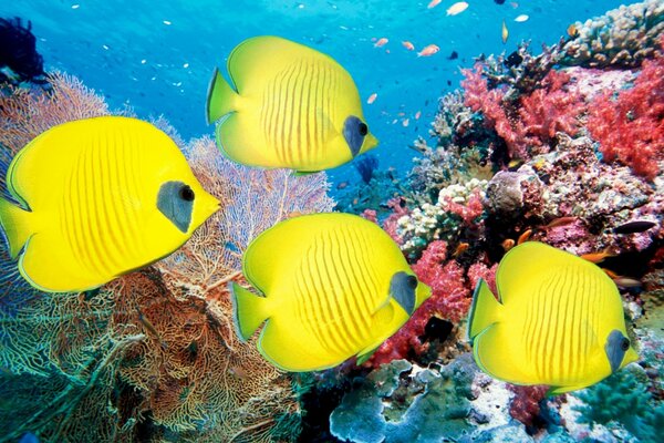 Four yellow fish swim in the sea