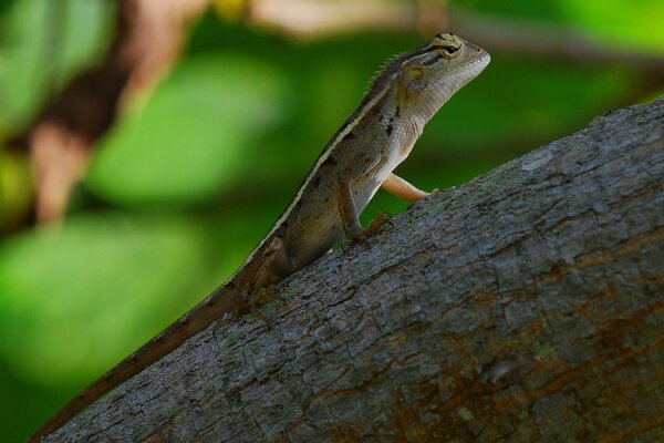 Pequeño lagarto al aire libre