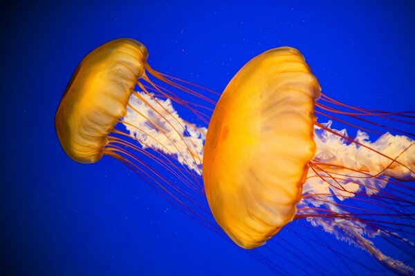 Medusas de ortiga Marina atlántica