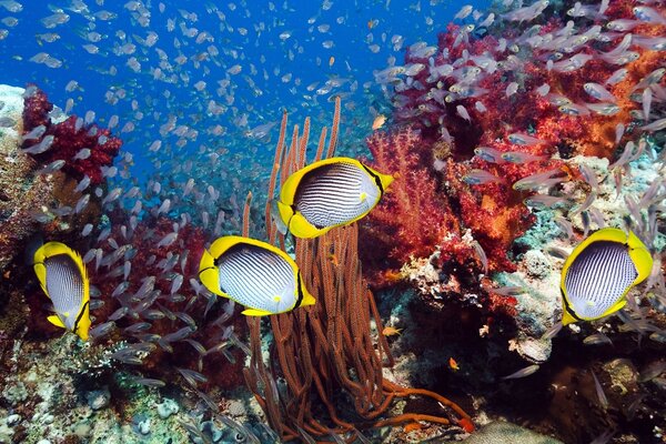 Tropische Fische schwimmen bei Korallen