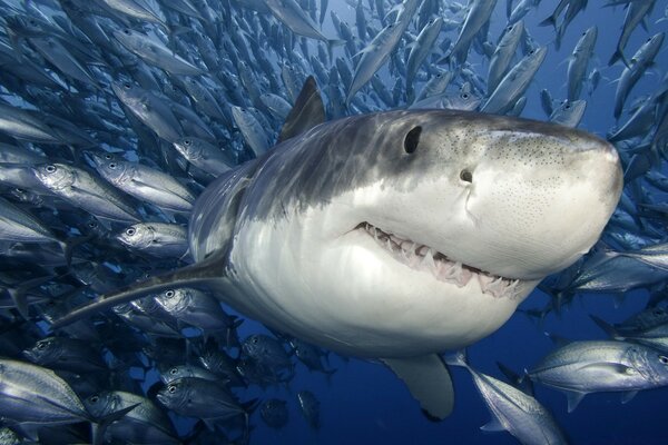 Shark in a flock of fish close-up