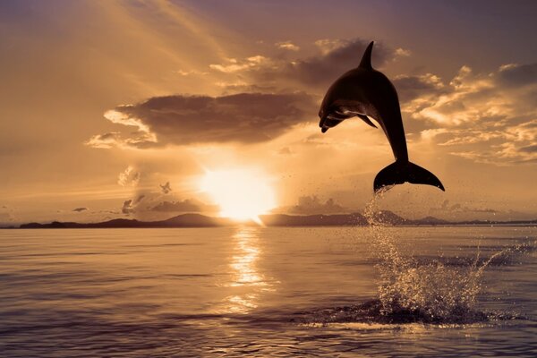 Dolphin jumps out of the ocean on the background of sunset