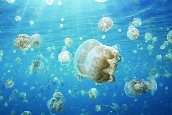 A lot of transparent jellyfish under water