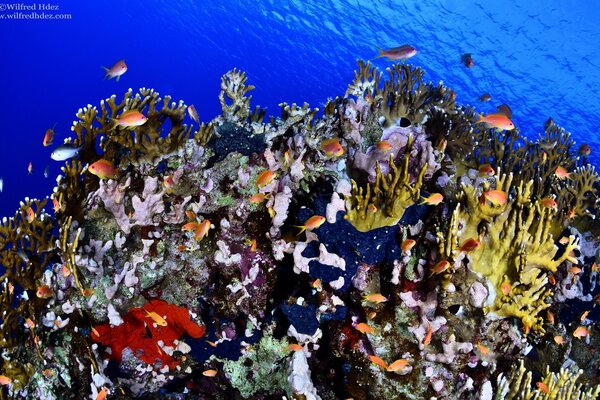 Peces multicolores en medio de corales bajo el agua