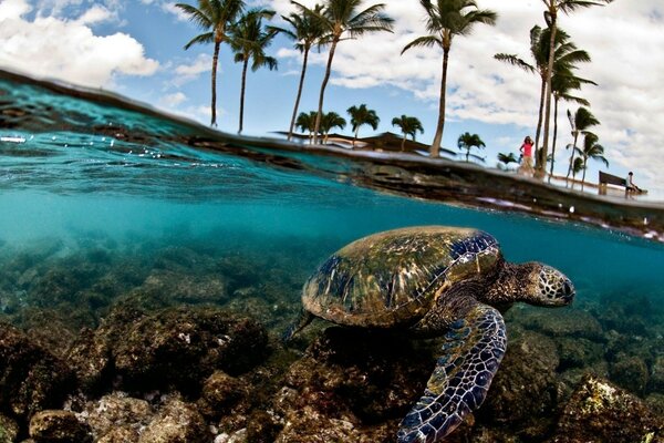 Tortuga grande en agua clara