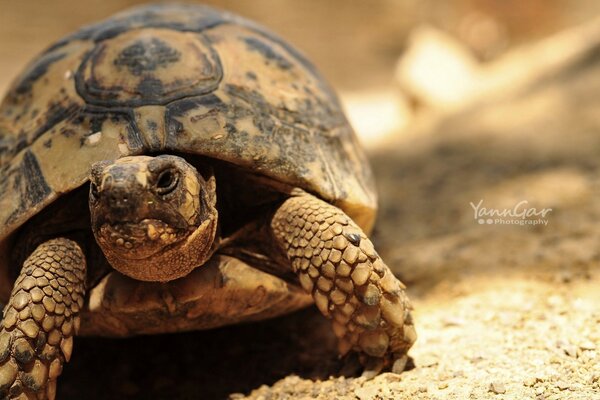 Braune Schildkröte kriecht im Sand