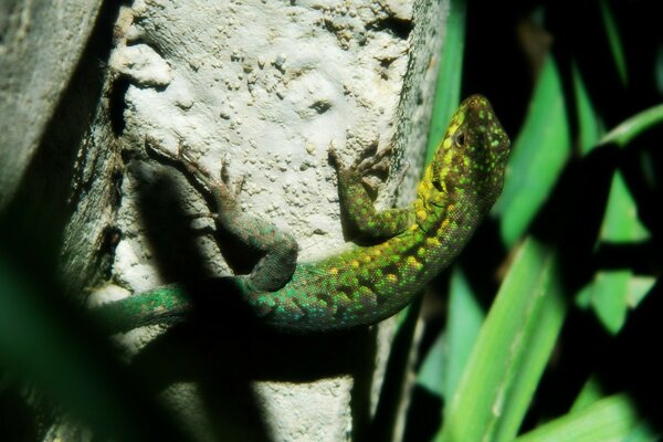 Reptil verde descansa sobre una piedra