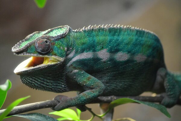 Green chamilion on the background of wild nature