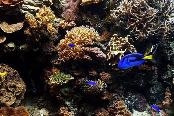 Cirujanos de peces en arrecifes de Coral