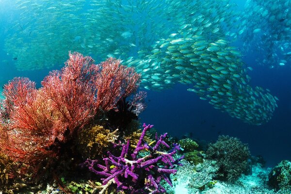 Schwärme von Meeresfischen unter Wasser