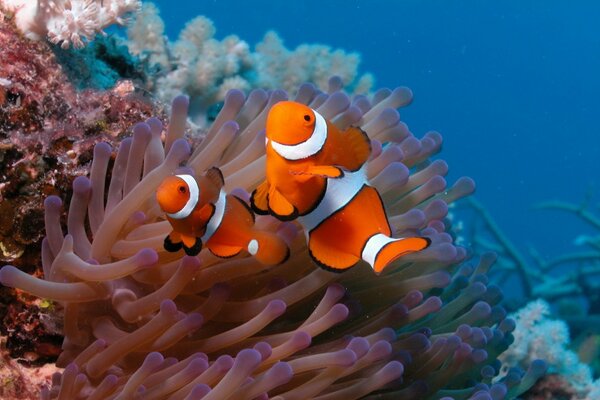 Two clown fish swim near corals