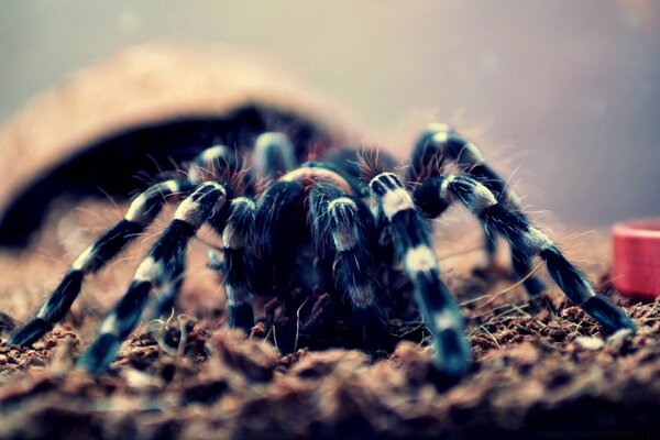 Une araignée dans son environnement habituel