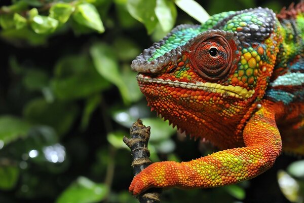 Hamilion coloré sur fond de nature sauvage