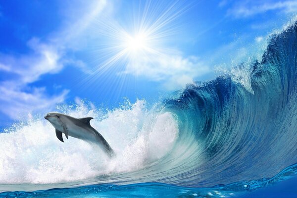 A dolphin hovers over a wave in a jump