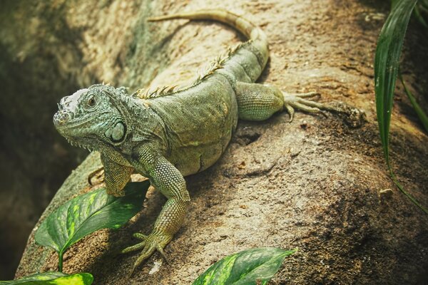 A green iguana crawls on a huge tree