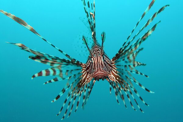 Poisson clown plein visage gros plan