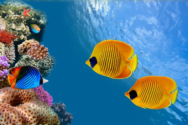 Dos peces amarillos y uno azul en el mar junto a los corales