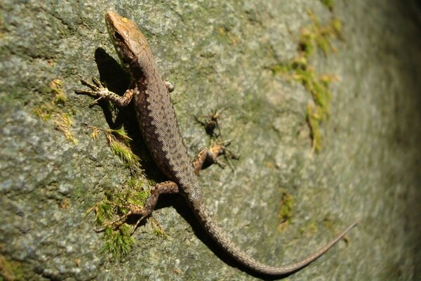 Lagarto con caza de presas