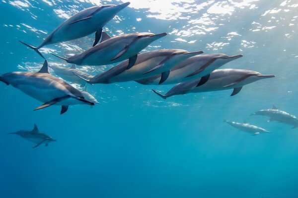 Eine Herde von Delfinen vor der Fischjagd