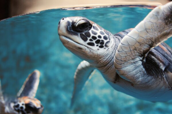 Sea turtle on turquoise background